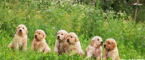 金毛寻回犬训练的关键因素（以宠物为主，打造听话机敏的宠物犬）