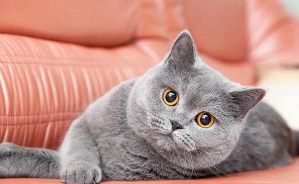 让猫咪活力满满的5种方法（宠物健康生活的必要条件）
