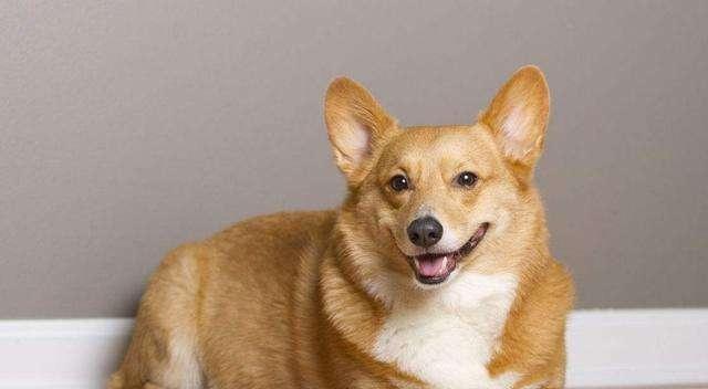 城市人首选——以柯基犬为宠物