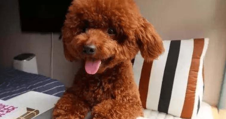 揭开贵宾犬流泪背后的真相（探究贵宾犬流泪的原因与解决方法，）