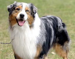 澳大利亚牧羊犬饲养指南（从喂养到训练，全面了解这个可爱的工作狗）