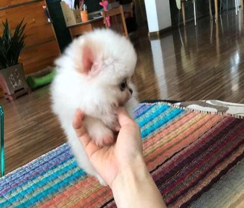 如何有效减少宠物博美的体臭（让您的宝贝更加清爽舒适——博美体臭处理技巧）