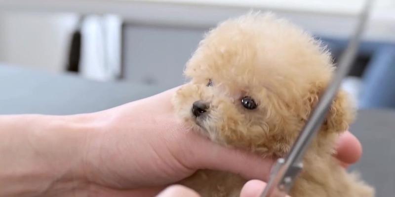 狗狗的毛发护理（如何给你的宠物宝贝梳理毛发）