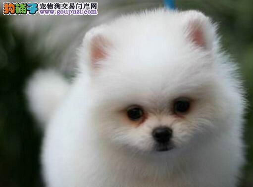 博美产后养护指南（让你的博美宝贝健康快乐成长）