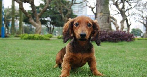 以腊肠犬为宠物的饲养指南（了解腊肠犬，成为好主人）