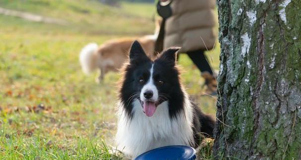 边境牧羊犬生病怎么办？（如何正确应对宠物的突发状况）