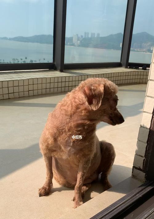 狗狗晒太阳，到底好不好？（探究宠物晒太阳的利弊，建议阳光下的正确姿势）