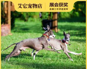 灵犬传奇——探秘灵犬小档案（灵犬独特的气质和技能，让你惊叹不已）