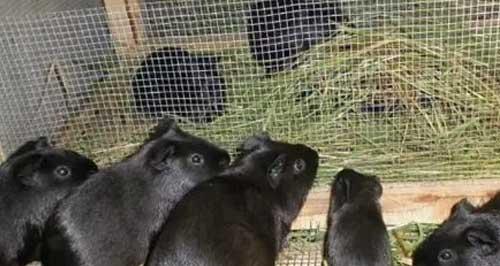 巴塔哥尼亚豚鼠饲养全指南（如何给巴塔哥尼亚豚鼠提供良好的生活环境和健康饮食）