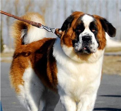 宠物养护（科学护理，呵护您的爱犬健康，长句）
