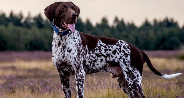 如何饲养布鲁塞尔粗毛猎犬？（学习布鲁塞尔粗毛猎犬的食物、运动、训练、护理等知识）