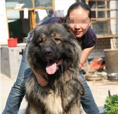 藏獒不吃东西怎么办？（宠物饮食失调的原因、解决方法及预防措施）