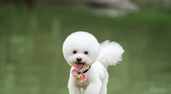 你知道吗？比熊犬也能吃水果！（从健康角度看，让你的宠物享受水果的美味）