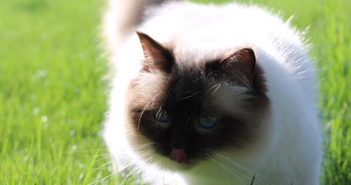 伯曼猫的饲养方法（打造健康幸福的伯曼猫生活）