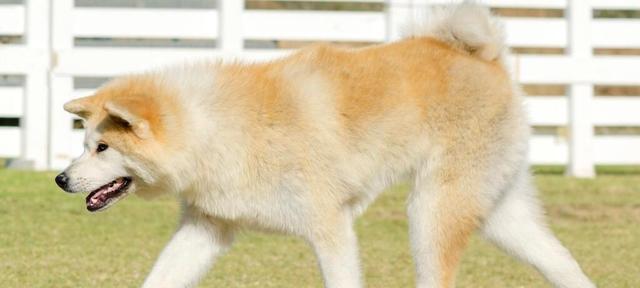以美系秋田犬为宠物的养护之道（宠物爱好者必看的美系秋田犬饲养攻略）