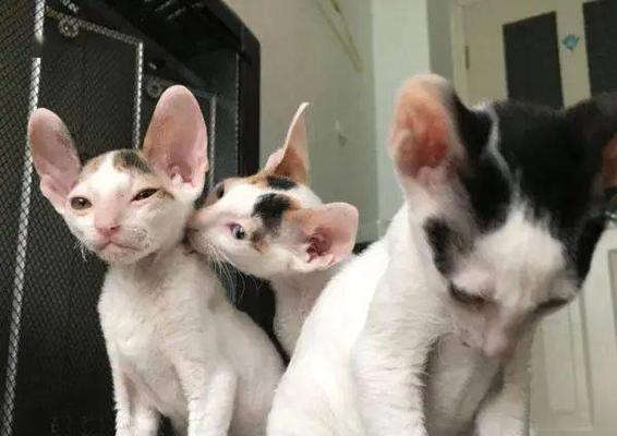 以柯尼斯卷毛猫为宠物的饲养全攻略