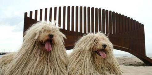 如何饲养健康快乐的葡萄牙水犬？（以宠物为主，详细介绍葡萄牙水犬的饲养方法）