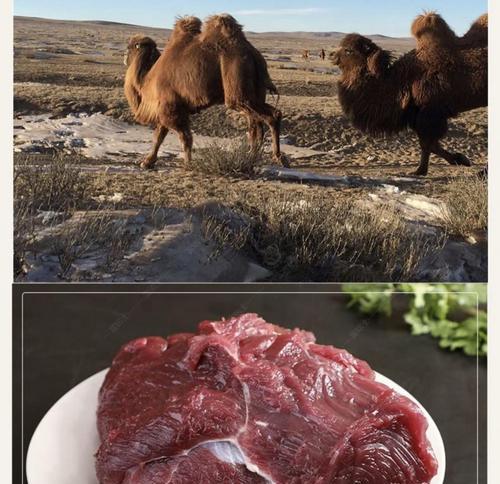 驼峰吊的饲养方法（如何科学地饲养驼峰吊？）