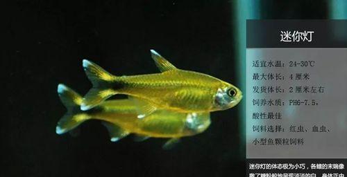 霓虹燕子的饲养方法（如何让你的霓虹燕子健康快乐）