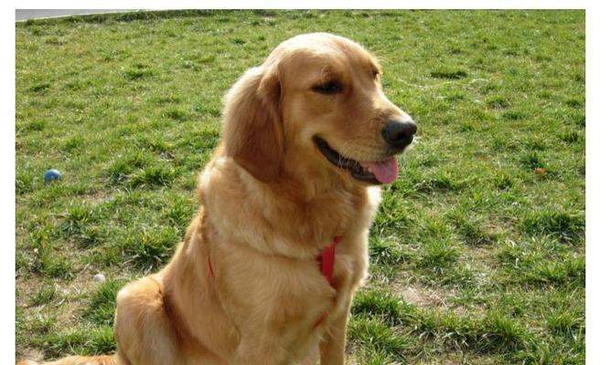 金毛饲养全指南（从萌宠到成犬，这些你必须知道）