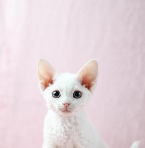 如何正确饲养柯尼斯卷毛猫？（让你的柯尼斯卷毛猫健康快乐生活）