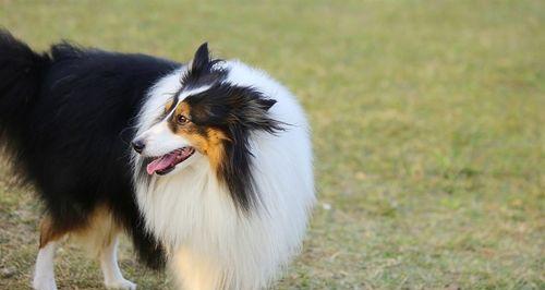 喜乐蒂牧羊犬：饲养方法全解