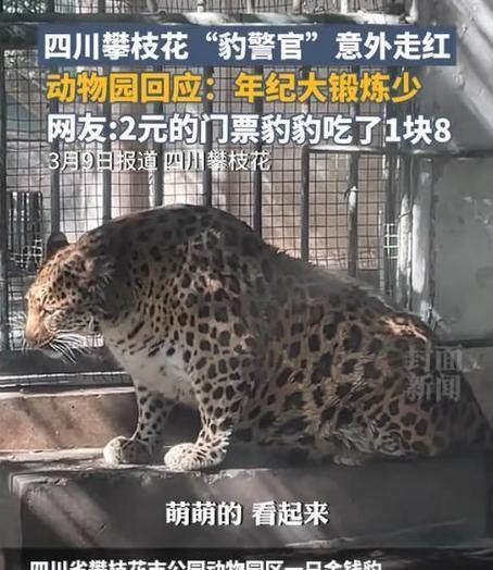 驼峰吊的饲养方法（如何正确饲养驼峰吊？）