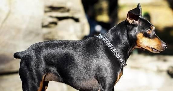 德国杜宾犬的饲养方法（健康、训练和社交化）