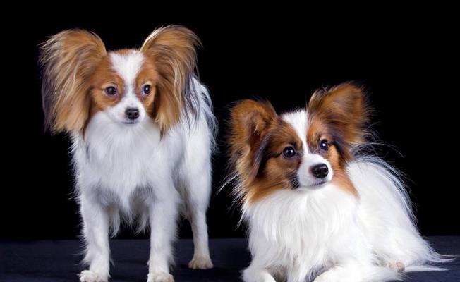 蝴蝶犬的饲养方法（打造快乐健康的小宠物生活）