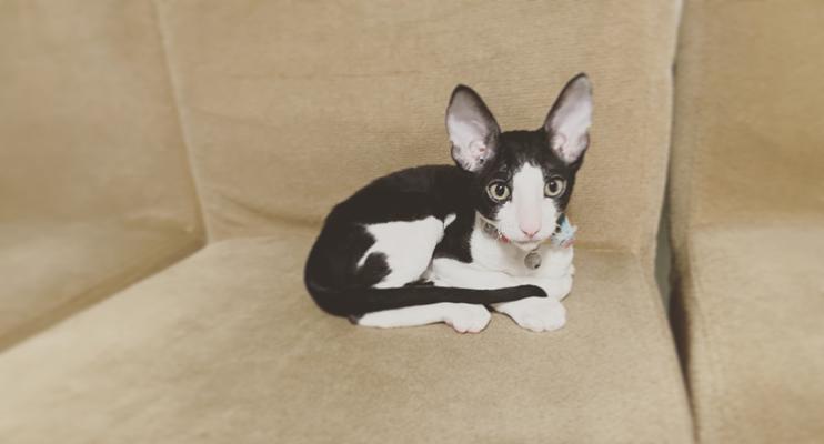如何正确饲养以柯尼斯卷毛猫（从宠物到家庭成员，为你带来健康与快乐）
