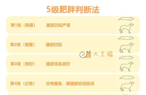 霸王短鲷饲养方法（如何打造健康的霸王短鲷养殖环境）