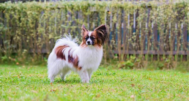 如何正确饲养蝴蝶犬（从喂养、训练到健康，全面了解）