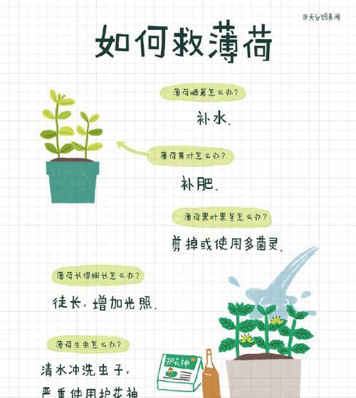荷叶陆龟的饲养方法（打造良好的饲养环境，健康成长）