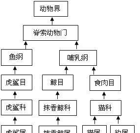 如何科学饲养以马面鲷（打造健康、快乐的宠物生活）