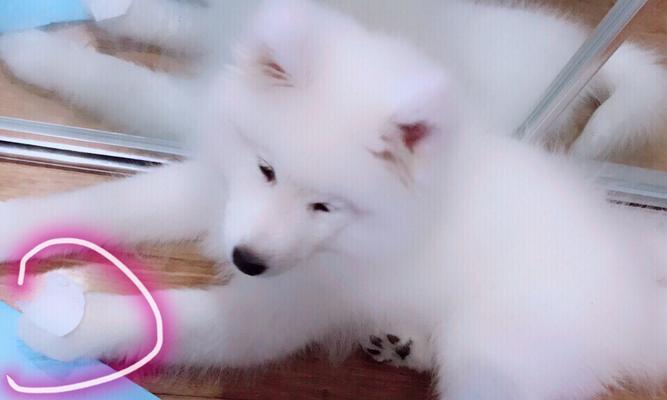 萨摩耶梳毛指南——让你的宠物毛发亮丽动人（从选择梳子到正确梳理，一篇让你轻松掌握的梳毛技巧指南）
