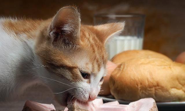 宠物犬食用生肉的影响