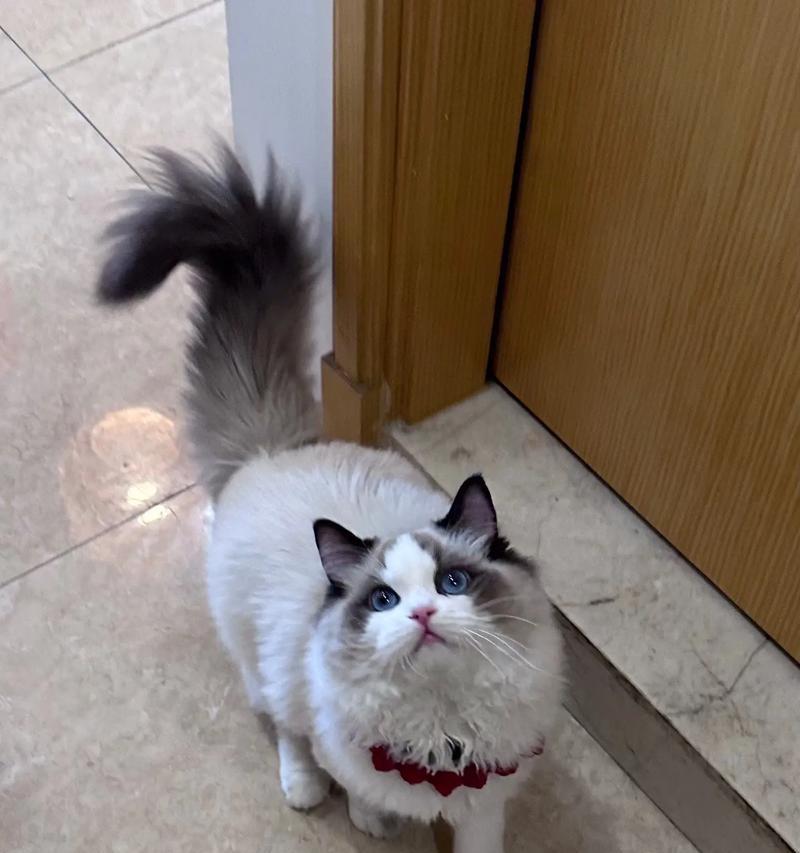 7个月大布偶猫的护理指南（如何照顾你的布偶猫，让它健康快乐成长）