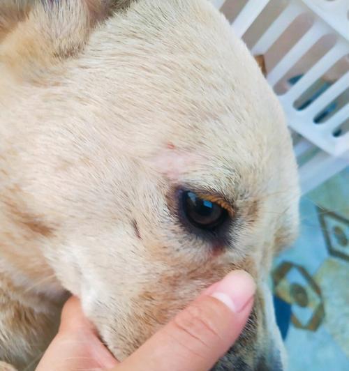 狗狗为什么会大量掉毛？（探究掉毛原因及如何有效缓解）