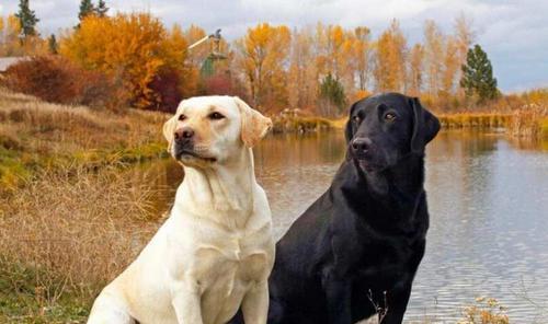 如何训练2岁拉布拉多成为优秀的宠物犬（训练方法、注意事项、训练效果）