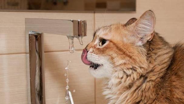 猫咪喝水的注意事项（让你的猫咪喝水更健康）