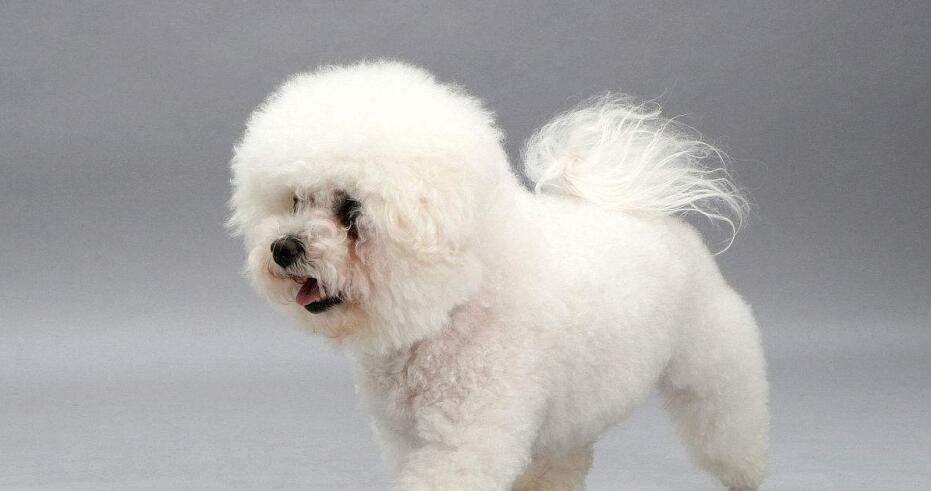 如何让你的比熊幼犬适应新家？（全面指南让你的宠物感到安全和舒适）
