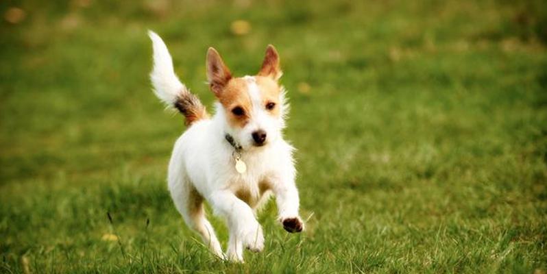 新犬饲养全攻略——让你和宠物快乐相处（从选犬到养犬，一步步教你做个负责任的养犬家长）