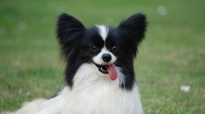 如何科学喂养蝴蝶幼犬（以宠物为主，让蝴蝶幼犬健康成长）