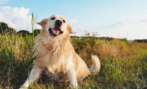 揭秘补钙误区，保护金毛犬健康（以宠物为主的正确补钙方式，）