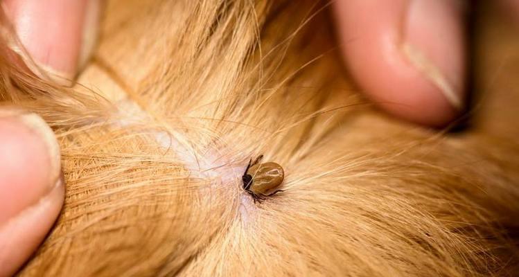 如何应对宠物柴犬身上的蜱虫问题（宠物爱好者必备的应对方案，让柴犬远离蜱虫）
