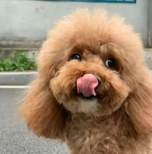 贵宾犬的零食选择（探究适合贵宾犬食用的零食种类及注意事项）
