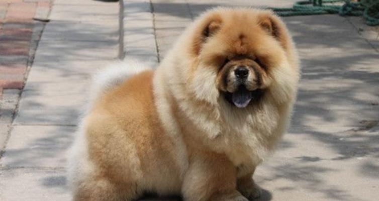 营养均衡，让松狮犬健康成长