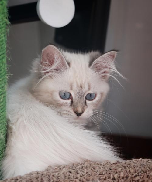 探秘西伯利亚森林猫串布偶的后代（一款受欢迎的猫咪品种——西伯利亚森林猫串布偶的后代特征）