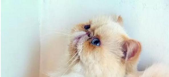 猫咪的自动排卵机制（探秘猫咪的生理奥秘）