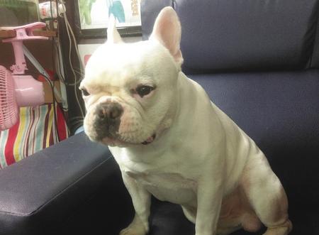 如何帮助法国斗牛犬减肥（宠物健康，责任担当）